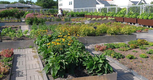 Giữa mùa dịch, gia chủ làm vườn, trồng rau trên mái nhà