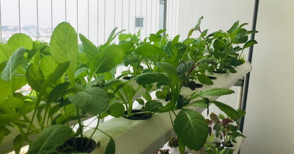 Cách làm vườn rau trong căn hộ chung cư mùa dịch