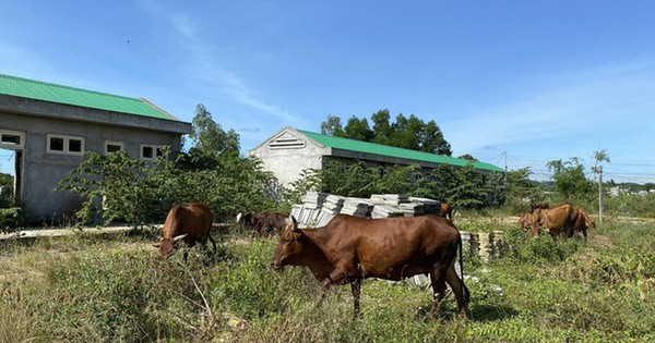 Dự án khu thương mại 70 tỷ thành nơi thả gia súc